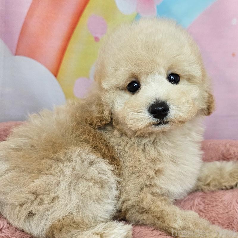 販売中の愛知県のミックス犬-403017の22枚目