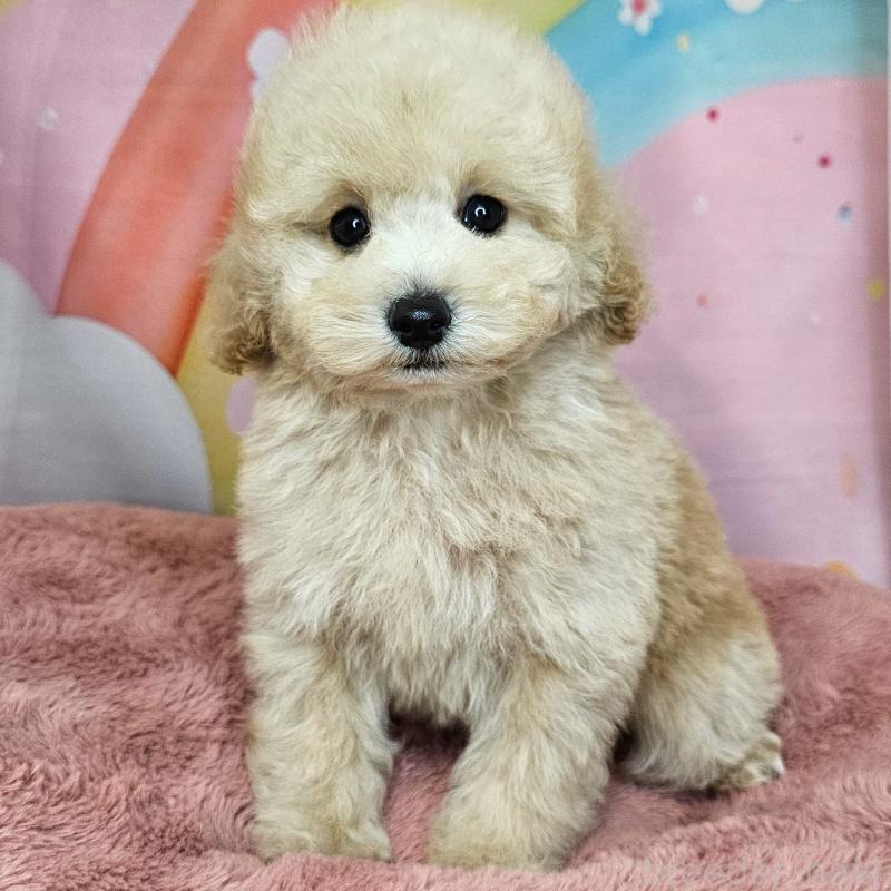 販売中の愛知県のミックス犬-403017の21枚目