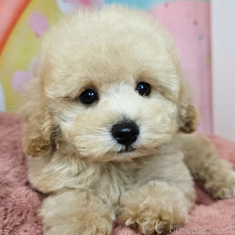 販売中の愛知県のミックス犬-403017の20枚目