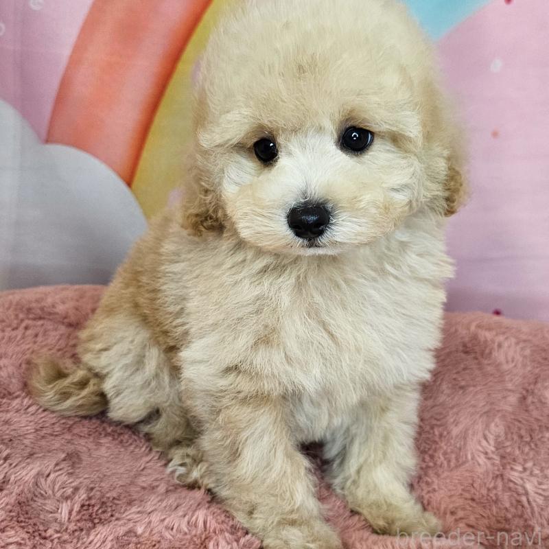 販売中の愛知県のミックス犬-403017の19枚目
