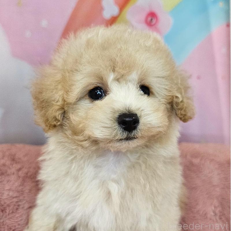 成約済の愛知県のミックス犬-403023の5枚目