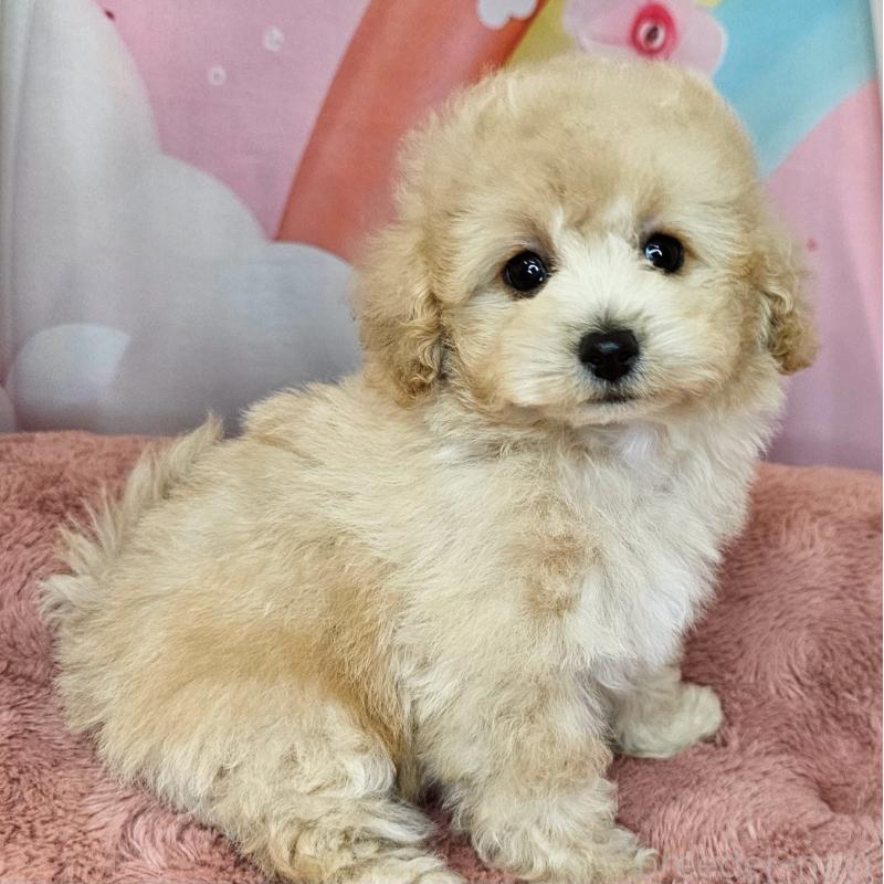 成約済の愛知県のミックス犬-403023の4枚目