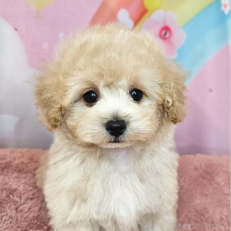 成約済の愛知県のミックス犬-403023の2枚目