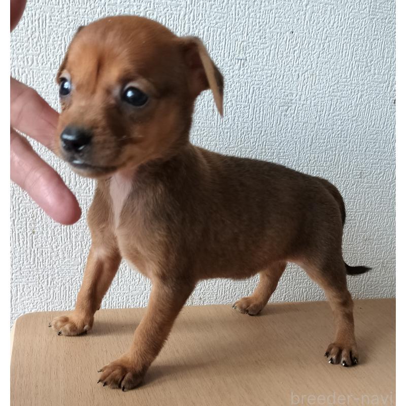 販売中の岐阜県のミックス犬-416483の3枚目