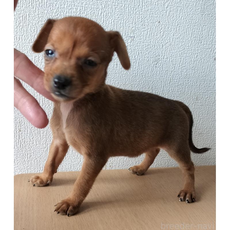 販売中の岐阜県のミックス犬-416483の2枚目