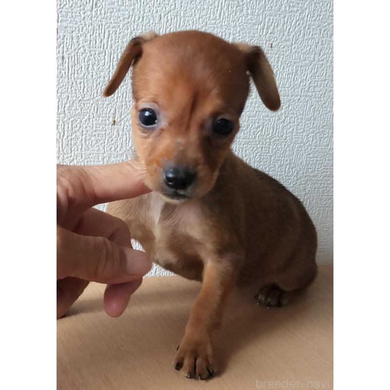 販売中の岐阜県のミックス犬-416483の1枚目