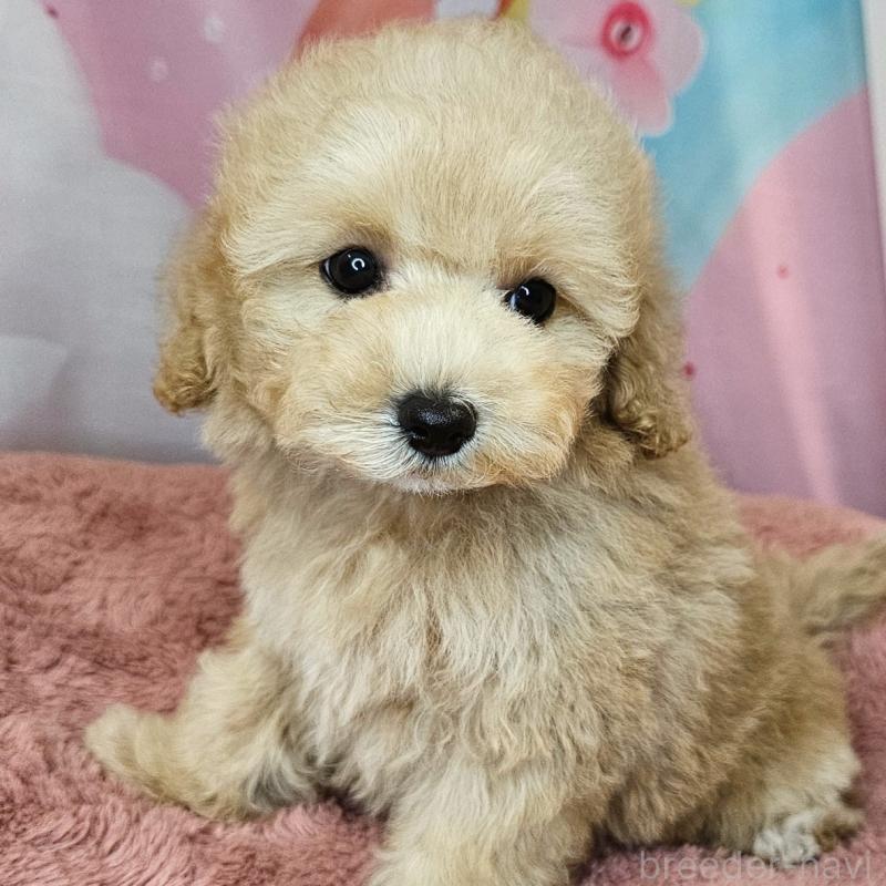 商談中の愛知県のミックス犬-403026の8枚目