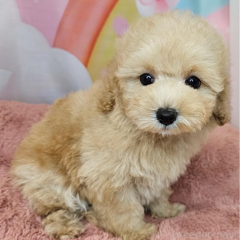 商談中の愛知県のミックス犬-403026の7枚目