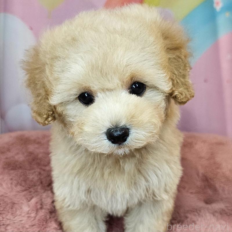 商談中の愛知県のミックス犬-403026の6枚目