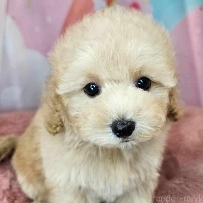 商談中の愛知県のミックス犬-403026の5枚目