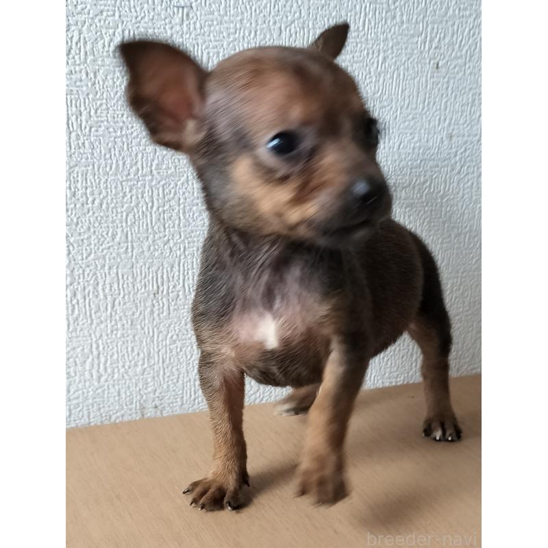 販売中の岐阜県のミックス犬-416484の2枚目