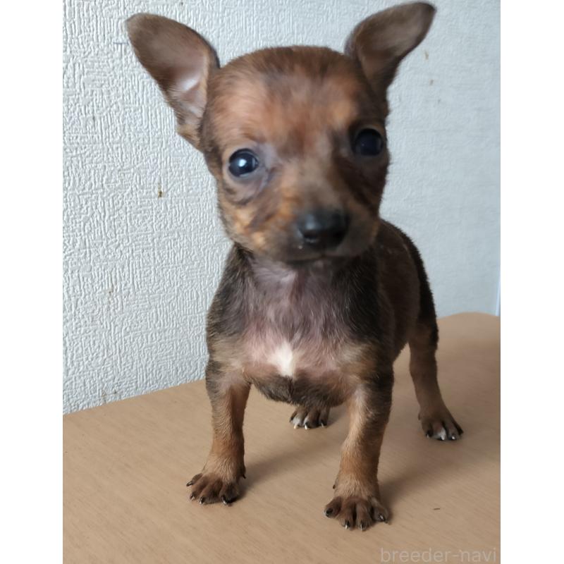 販売中の岐阜県のミックス犬-416484