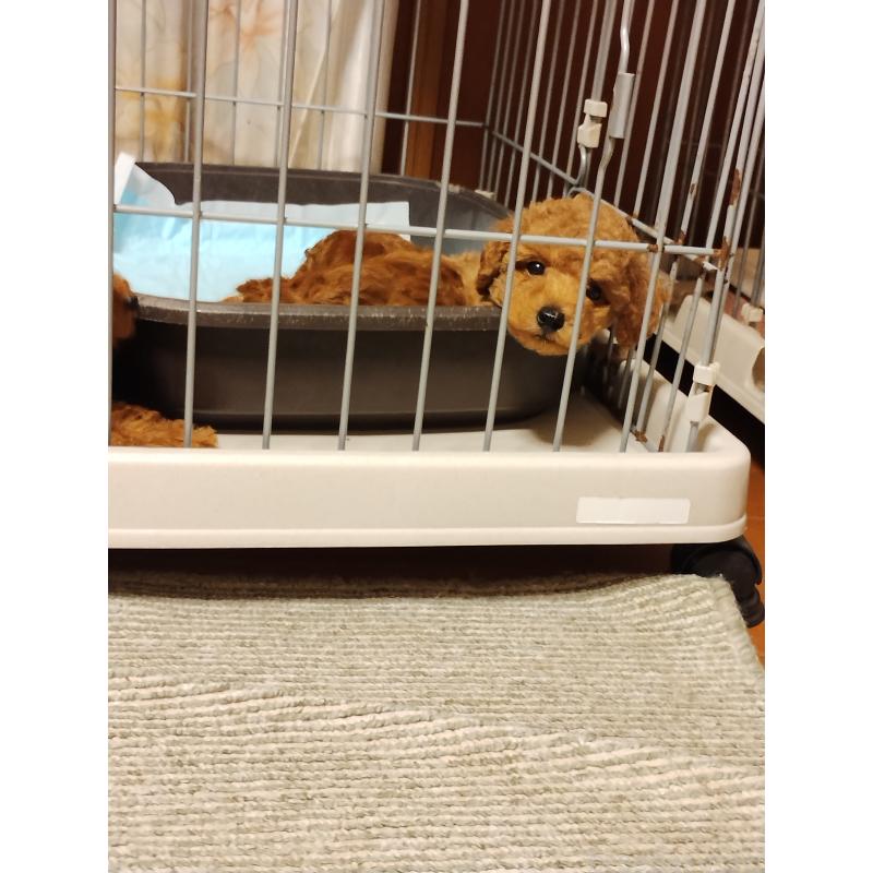 販売中の静岡県のタイニープードル-413150の4枚目