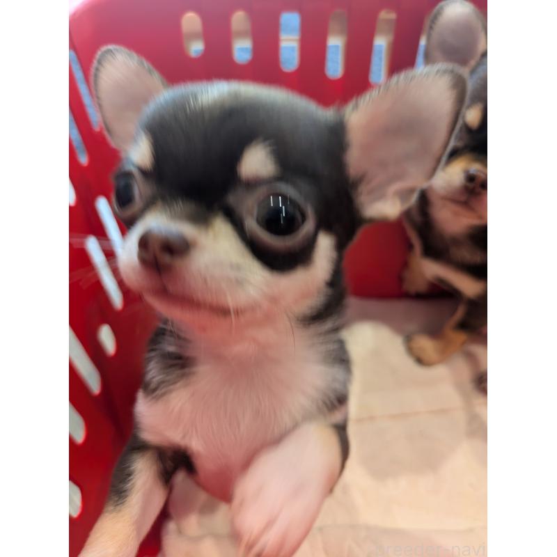 成約済の埼玉県のチワワ(スムースコート)-414623の2枚目