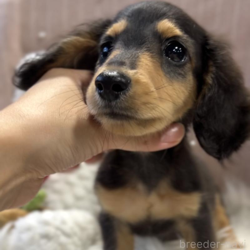 成約済の栃木県のミニチュアダックスフンド(ロングヘアード)-415747の2枚目