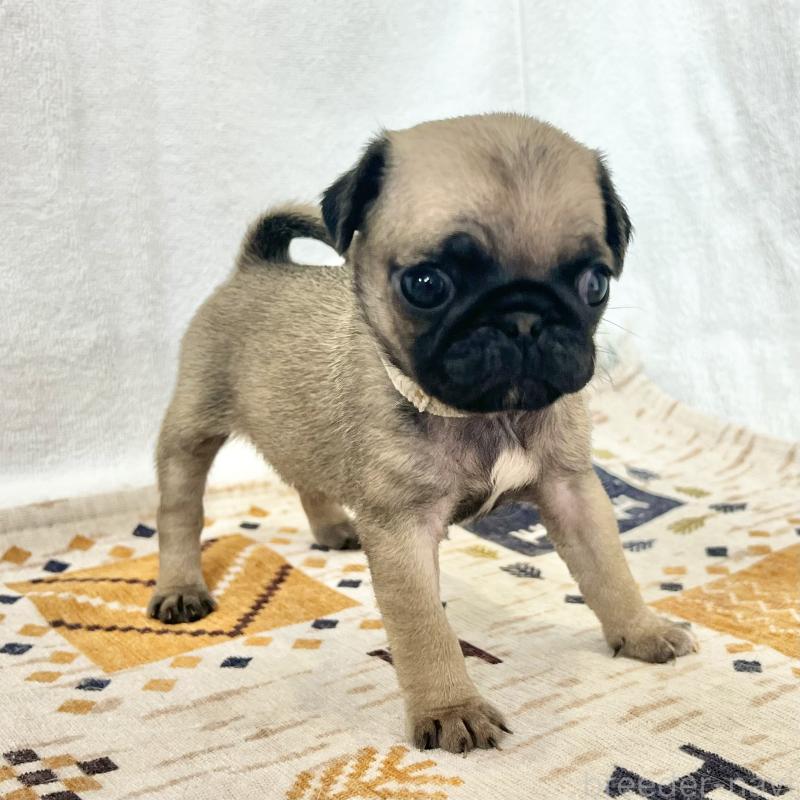 成約済の茨城県のパグ-413339の3枚目