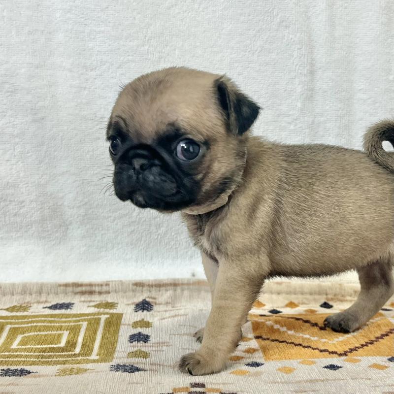 成約済の茨城県のパグ-413339の2枚目