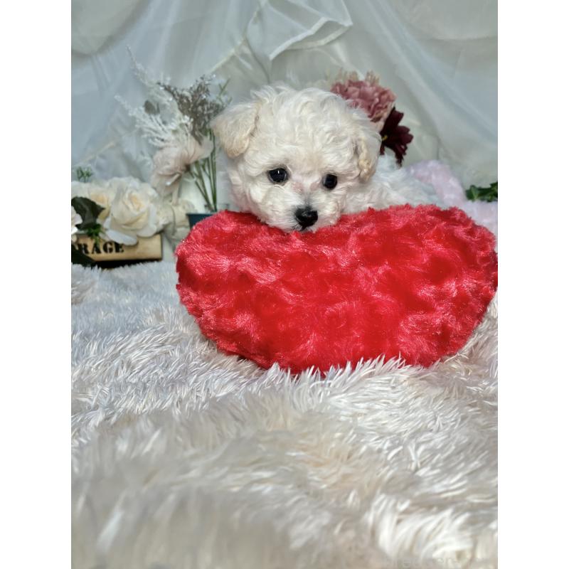 販売中の兵庫県のティーカッププードル-413258の2枚目