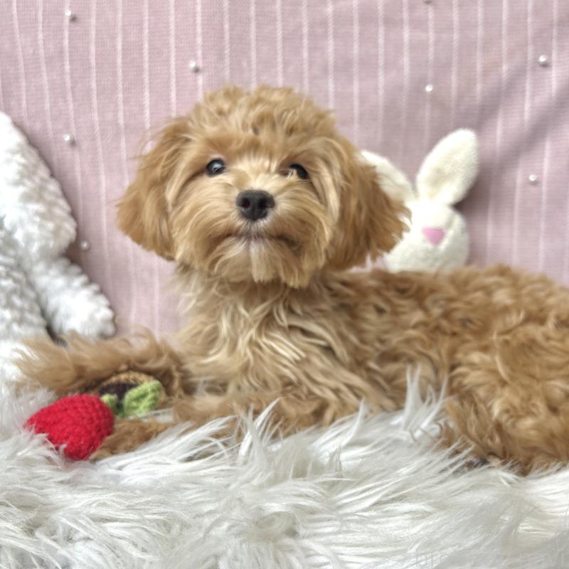 成約済の栃木県のマルプー:マルチーズ×トイプードル-415738の3枚目