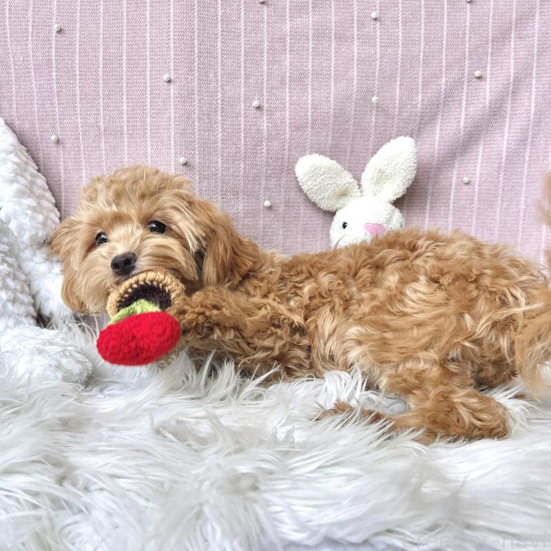 成約済の栃木県のマルプー:マルチーズ×トイプードル-415738の2枚目