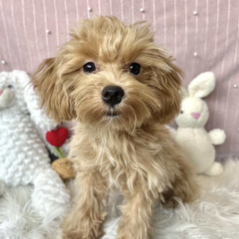 成約済の栃木県のマルプー:マルチーズ×トイプードル-415721の10枚目