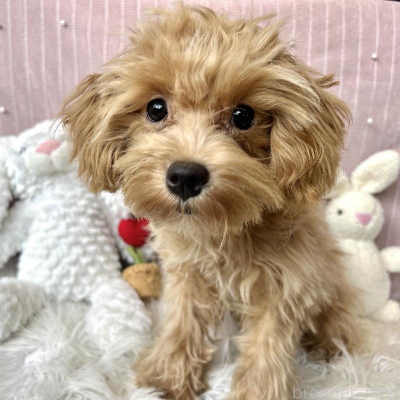 成約済の栃木県のマルプー:マルチーズ×トイプードル-415721の9枚目