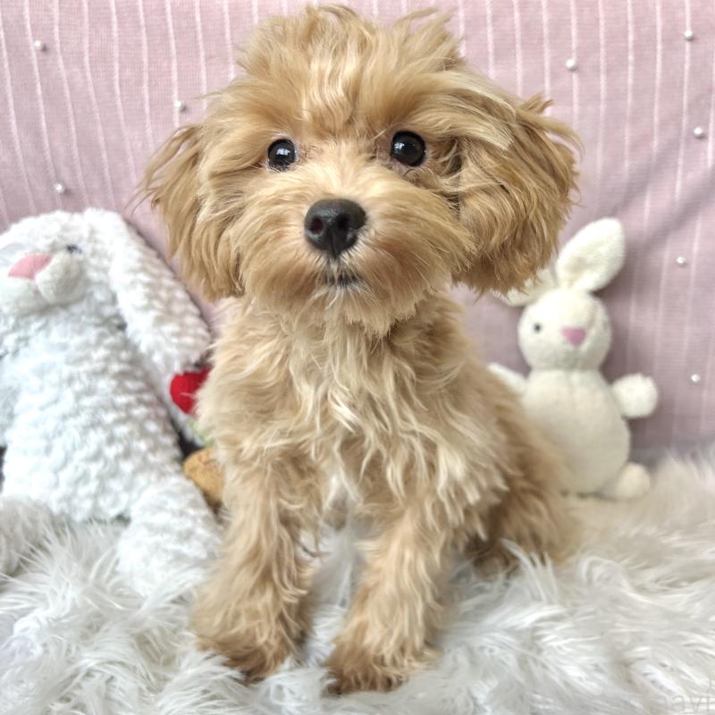 成約済の栃木県のマルプー:マルチーズ×トイプードル-415721の8枚目