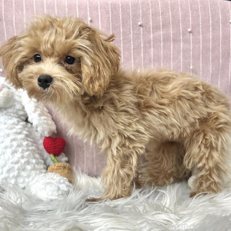 成約済の栃木県のマルプー:マルチーズ×トイプードル-415721の6枚目