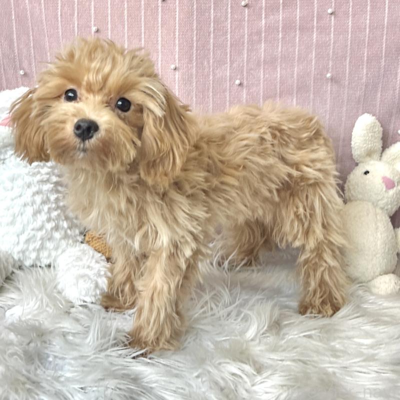 成約済の栃木県のマルプー:マルチーズ×トイプードル-415721の5枚目