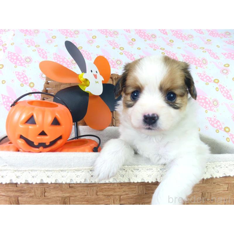 成約済の千葉県のパピヨン-413914の9枚目