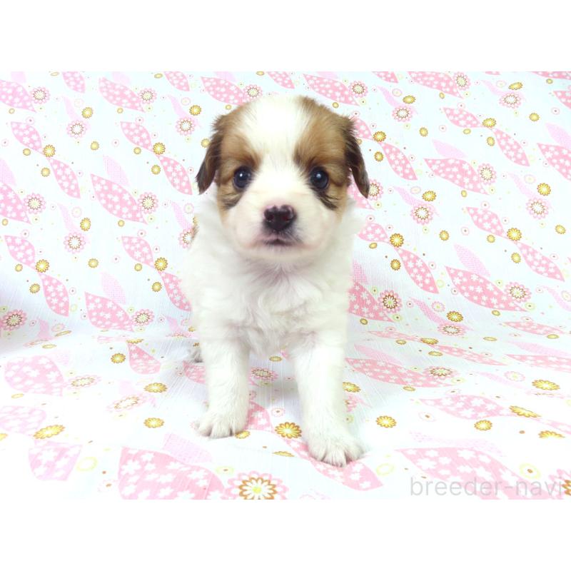 成約済の千葉県のパピヨン-413914の8枚目