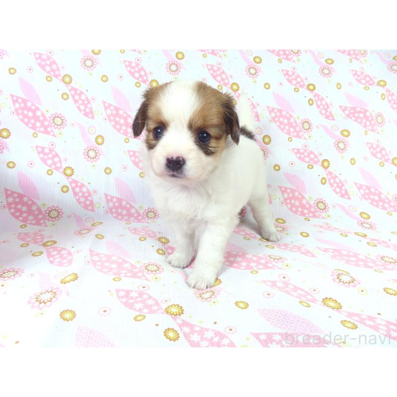 成約済の千葉県のパピヨン-413914の7枚目