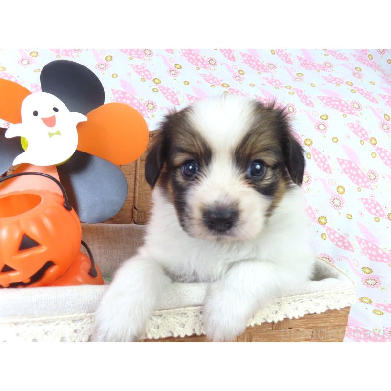 販売中の千葉県のパピヨン-413479の14枚目