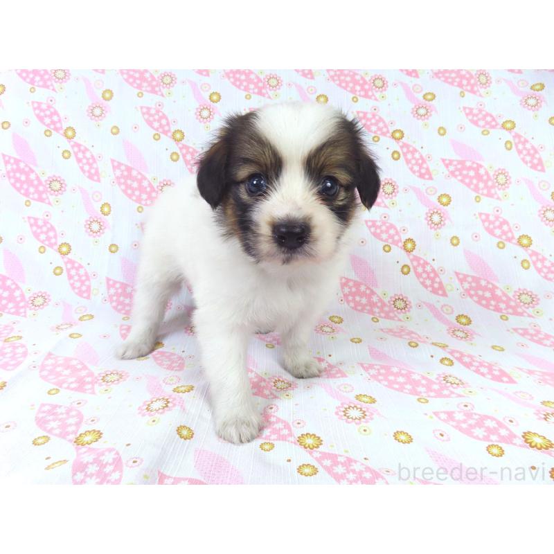 販売中の千葉県のパピヨン-413479の13枚目