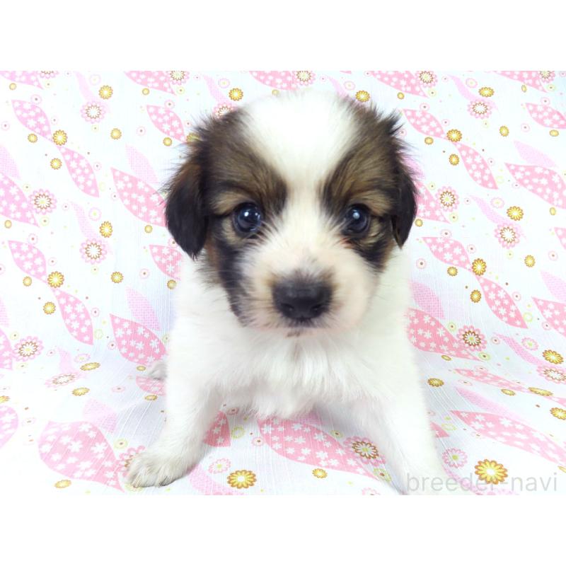 販売中の千葉県のパピヨン-413479の12枚目