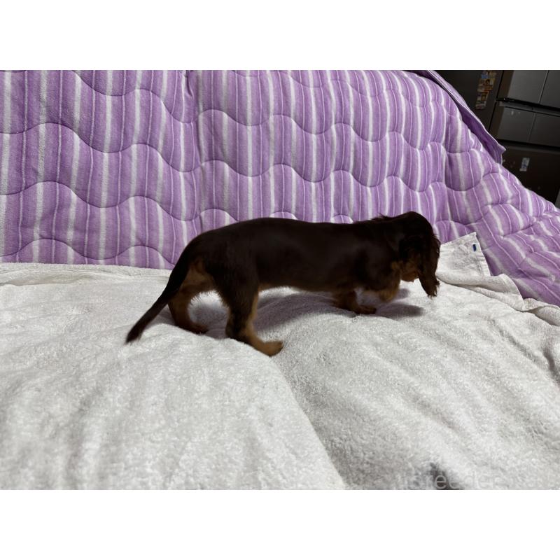 販売中の熊本県のミニチュアダックスフンド(ロングヘアード)-413938の5枚目