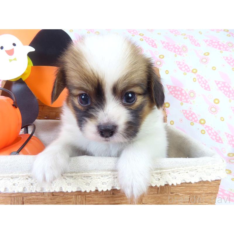 成約済の千葉県のパピヨン-413483の4枚目