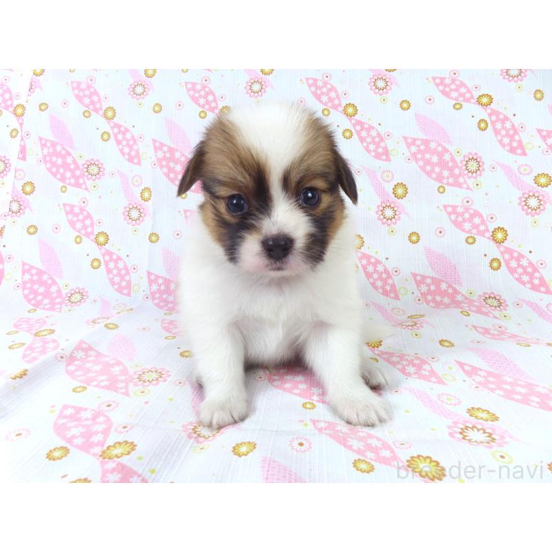 成約済の千葉県のパピヨン-413483の3枚目