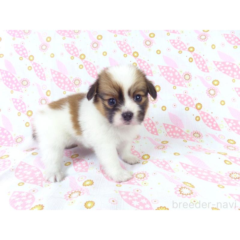 成約済の千葉県のパピヨン-413483の2枚目