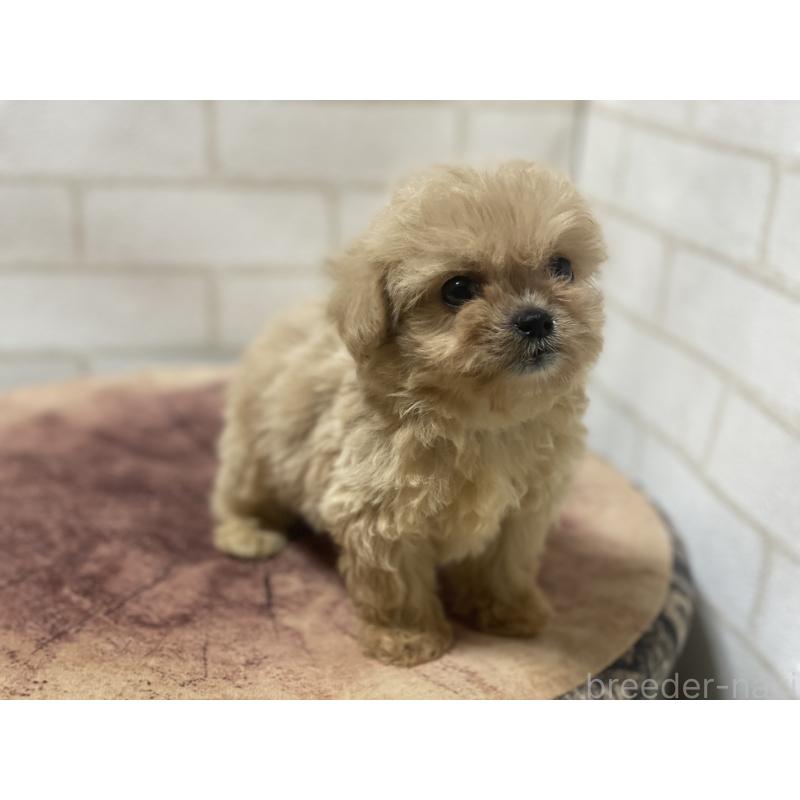 販売中の埼玉県のミックス犬-416509の7枚目