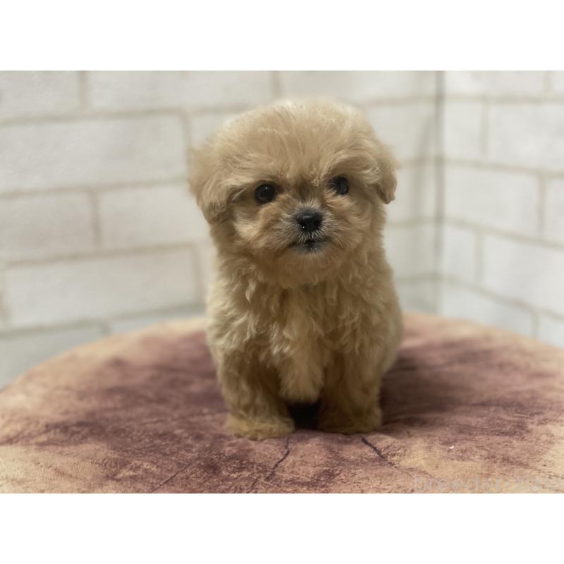 販売中の埼玉県のミックス犬-416509の6枚目