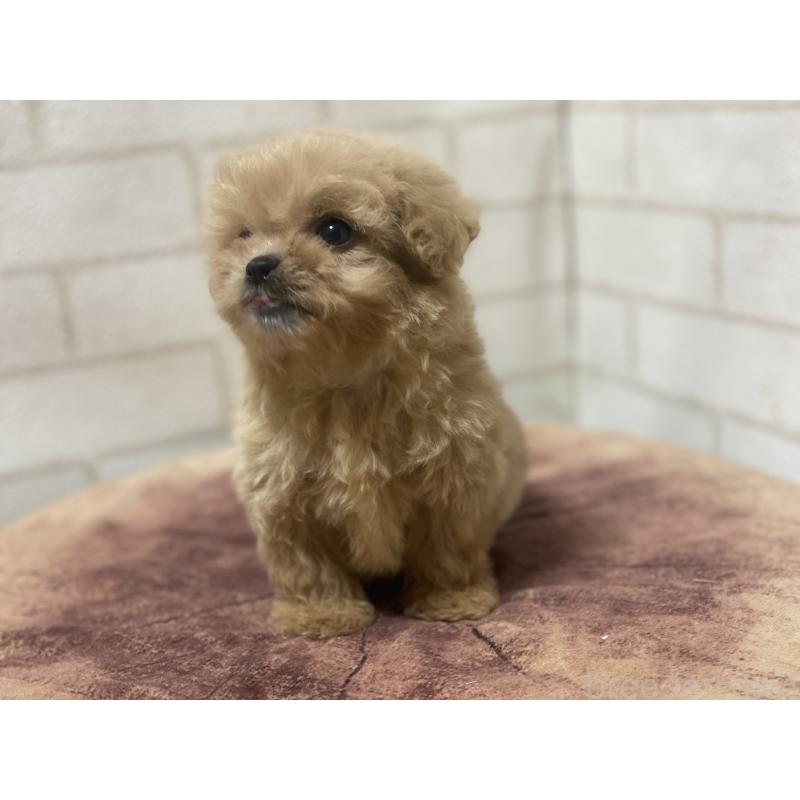 販売中の埼玉県のミックス犬-416509の4枚目