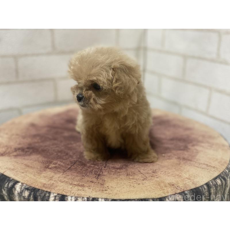 販売中の埼玉県のミックス犬-416509の3枚目