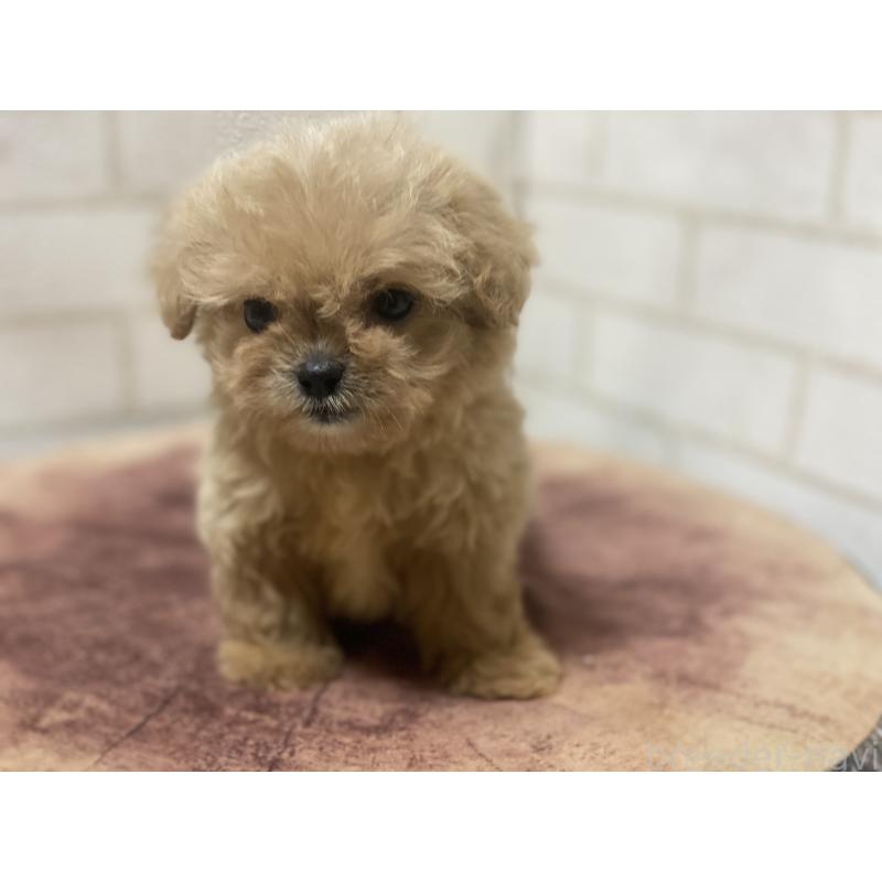 販売中の埼玉県のミックス犬-416509の2枚目
