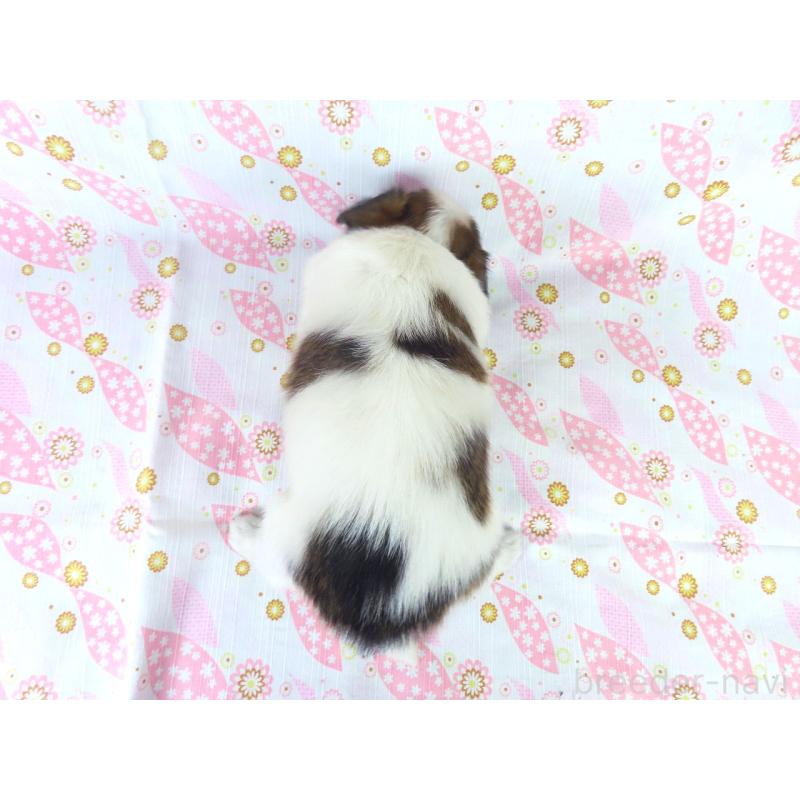 成約済の千葉県のパピヨン-413489の5枚目