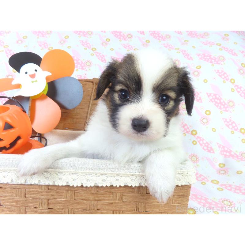 成約済の千葉県のパピヨン-413489の4枚目