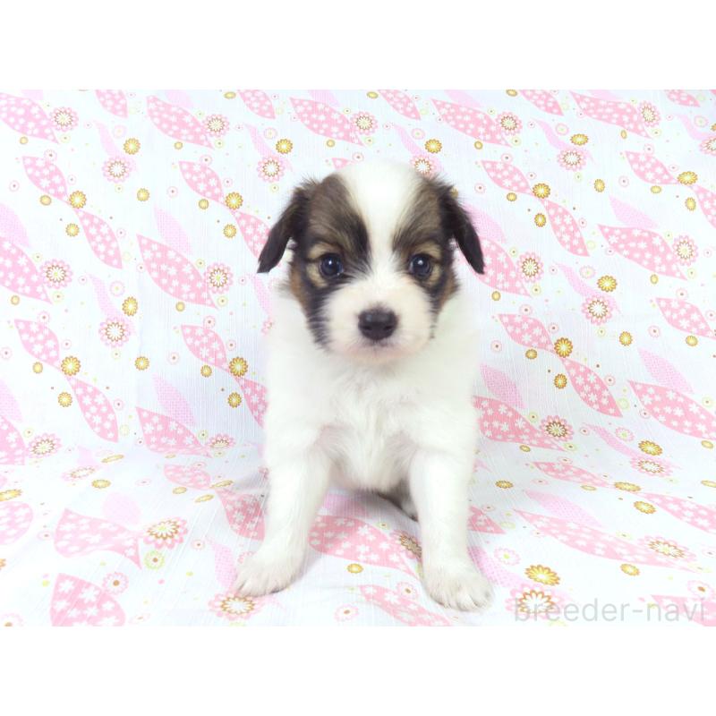 成約済の千葉県のパピヨン-413489の3枚目