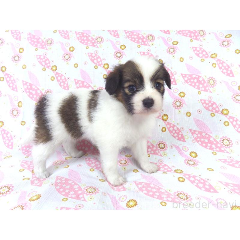 成約済の千葉県のパピヨン-413489の2枚目