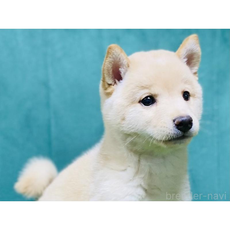 販売中の茨城県の豆柴-416510の2枚目