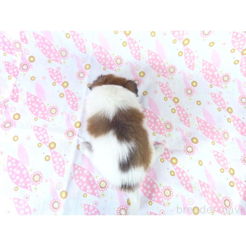 成約済の千葉県のパピヨン-413491の5枚目